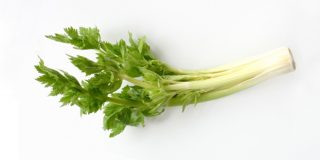 古代ギリシャで万能薬として用いられていたセロリ