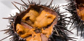 風邪予防や老化予防に効果的なウニ